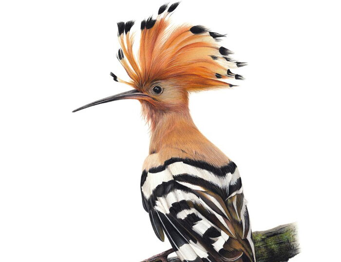 Bird Drawing by Claire Milligan