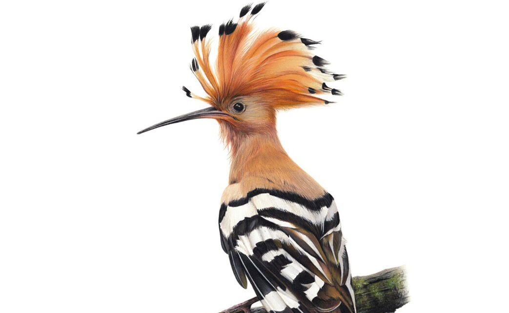 Bird Drawing by Claire Milligan