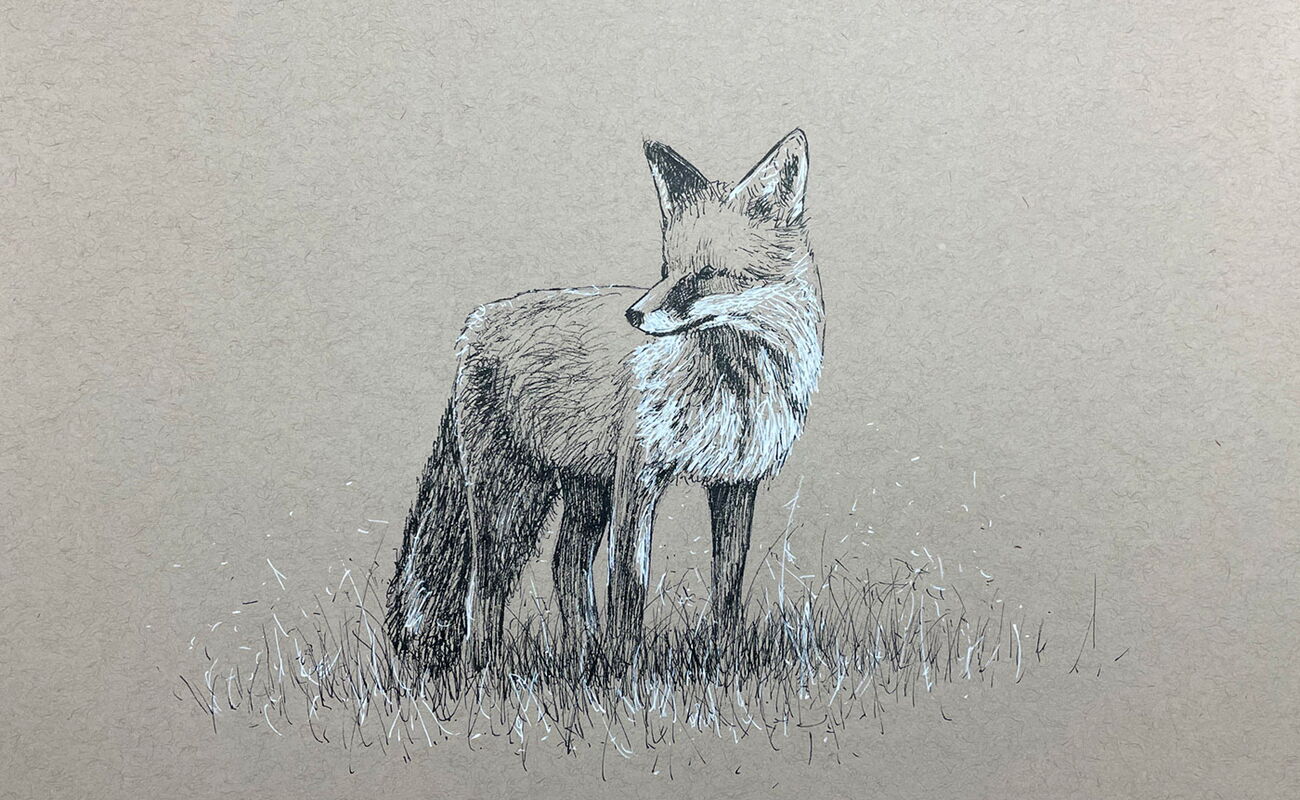 Fox drawing by Brandon Schaefer