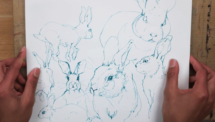 Rabbit drawings