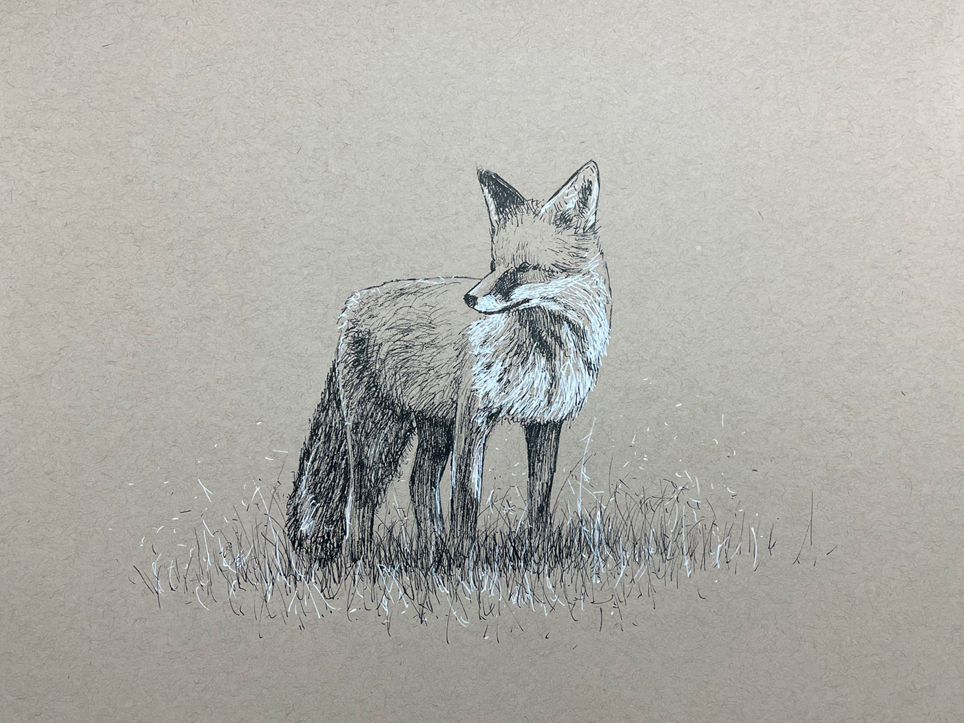 Fox drawing by Brandon Schaefer