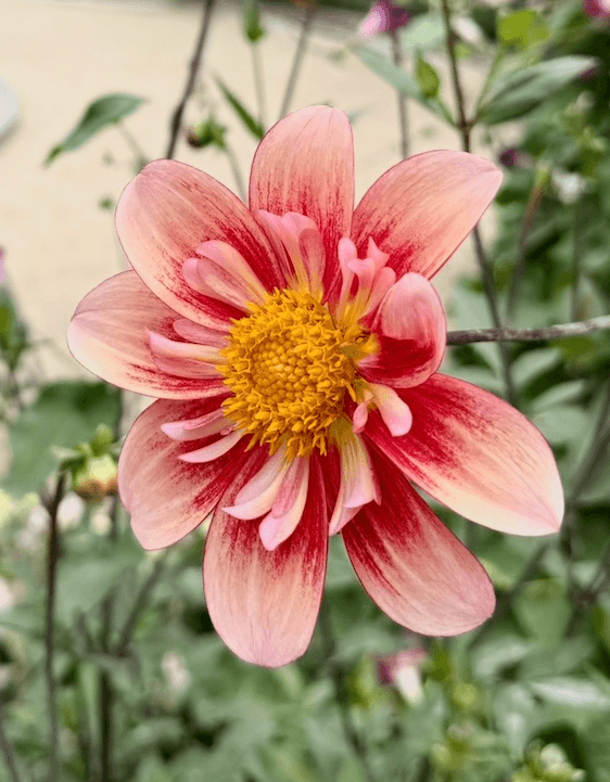 Single dahlia with coral-pink petals streaked with red around a bright yellow center, against soft green foliage