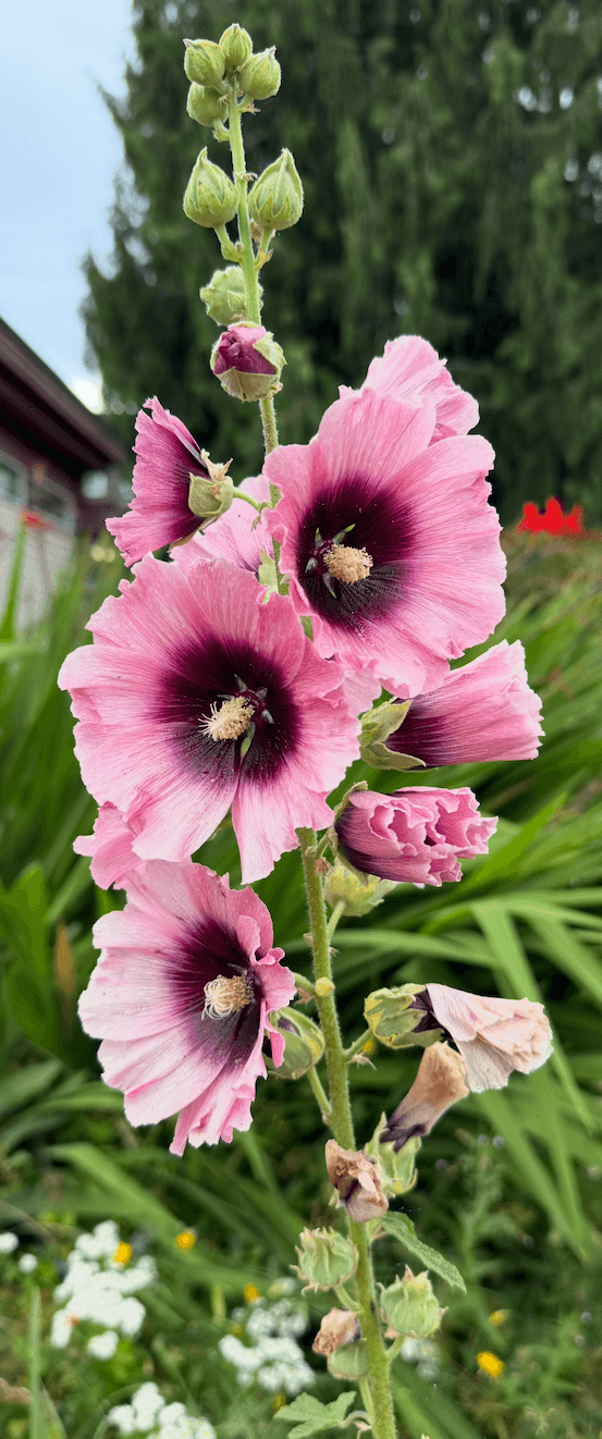 Tall hollyhock stem with pink ruffled blooms and deep plum centers, rising above garden greenery with evergreen trees behind