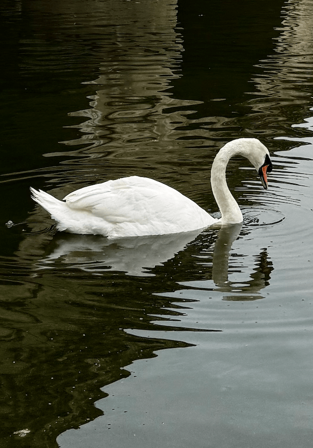 White mute swan with an orange beak gliding across dark, rippling water, its reflection shimmering beneath it