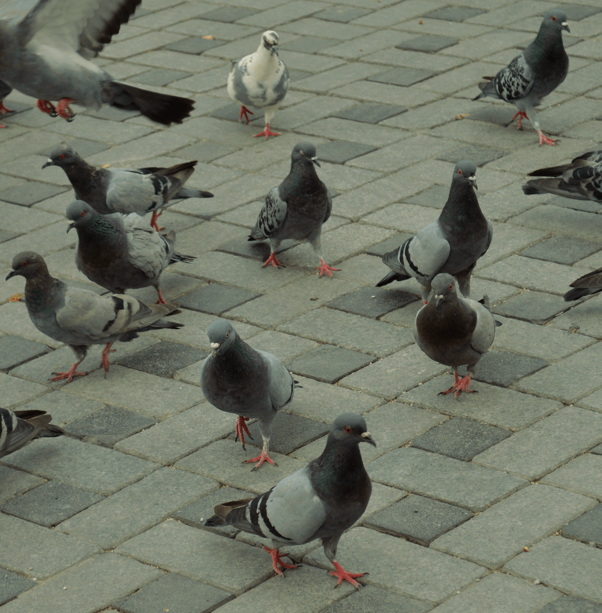 Flock of gray city pigeons with red feet walking across gray paving stones, one bird taking off in the upper left